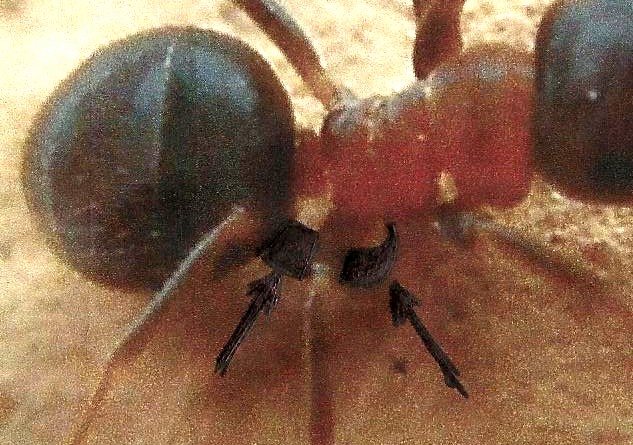 Formiche rosso -nere: Lasius (Lasius) emarginatus